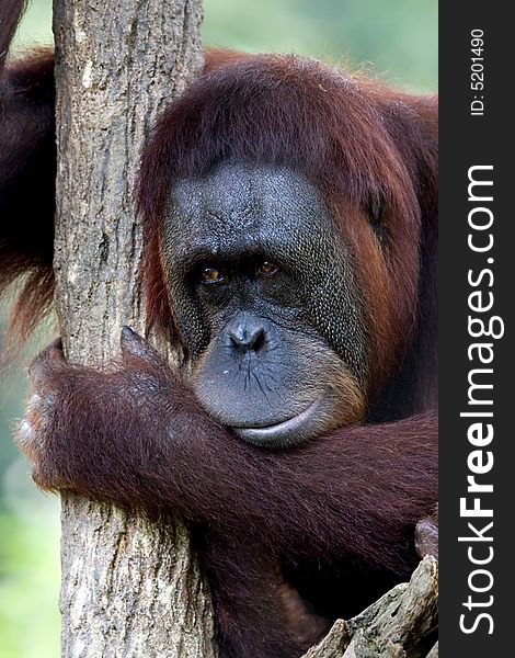 This photo was taken during lunch on my trip to the zoo... wondering why this orang utan looks so sad despite many on lookers looking at it. This photo was taken during lunch on my trip to the zoo... wondering why this orang utan looks so sad despite many on lookers looking at it.