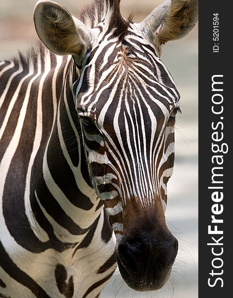 A close up of the head of a zebra as it looks at me. A close up of the head of a zebra as it looks at me