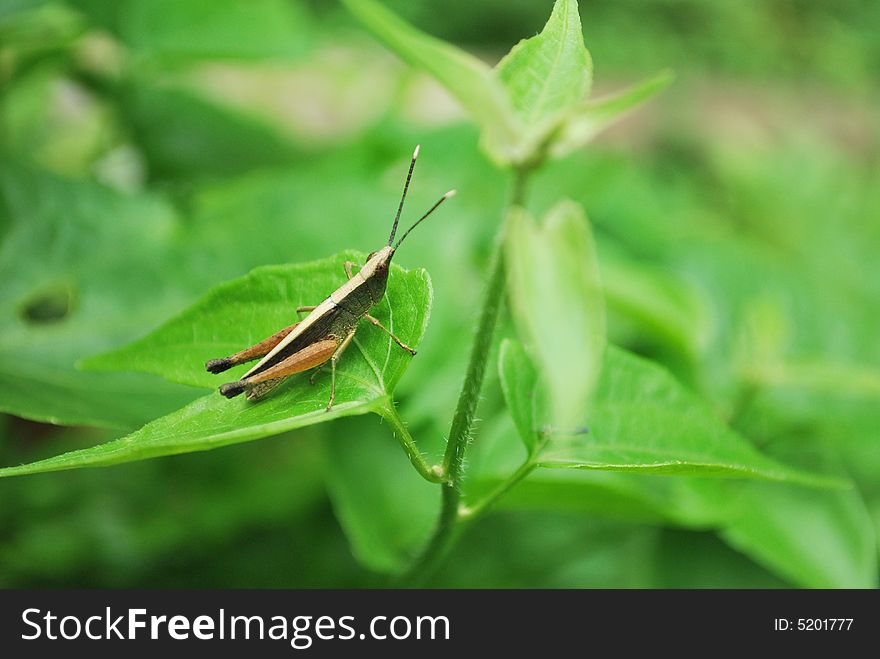 Grasshopper on the green leaf