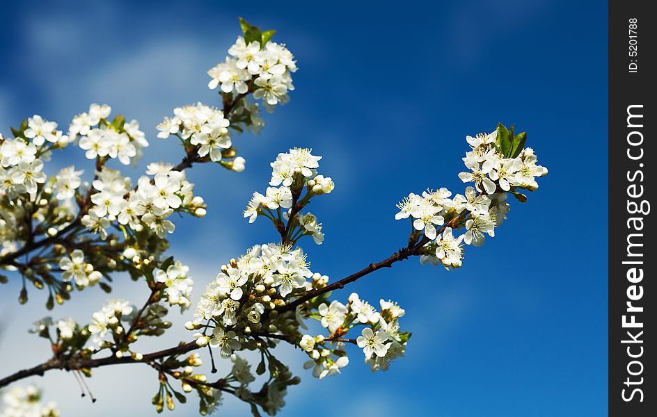 Blossoming cherry branch on a background of sky. Blossoming cherry branch on a background of sky