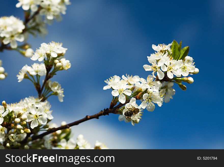 Bee on a blossoming cherry branch