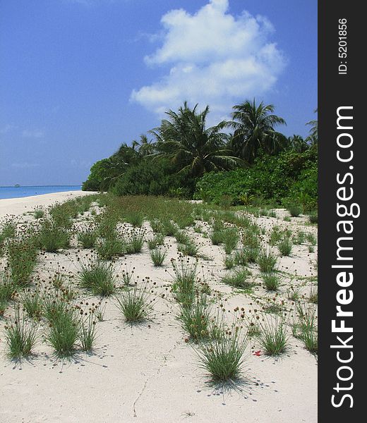 Tropical maldivian beach with coconut palms and coral sand