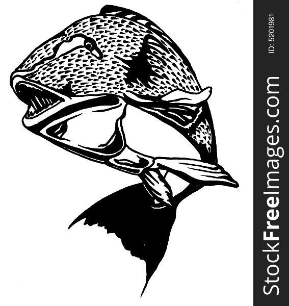 Realistic illustration of a swimming grouper. Realistic illustration of a swimming grouper.