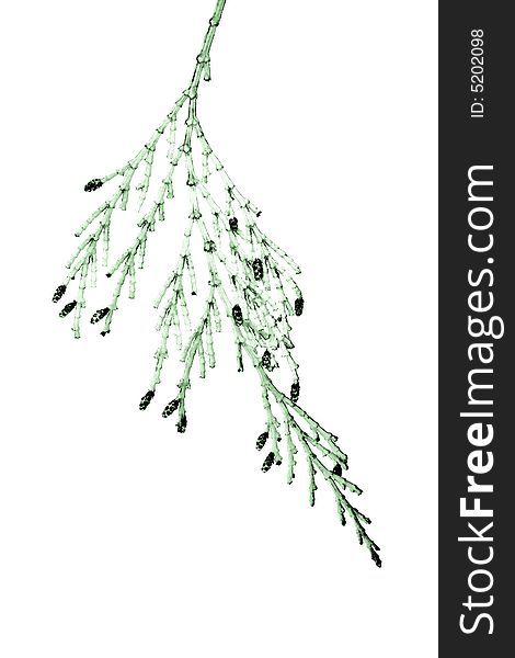 Closeup of Cedar Branch Isolated on White Abstracted. Closeup of Cedar Branch Isolated on White Abstracted