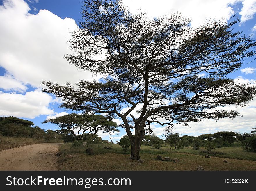 African landscape with acacia in serengeti tanzania