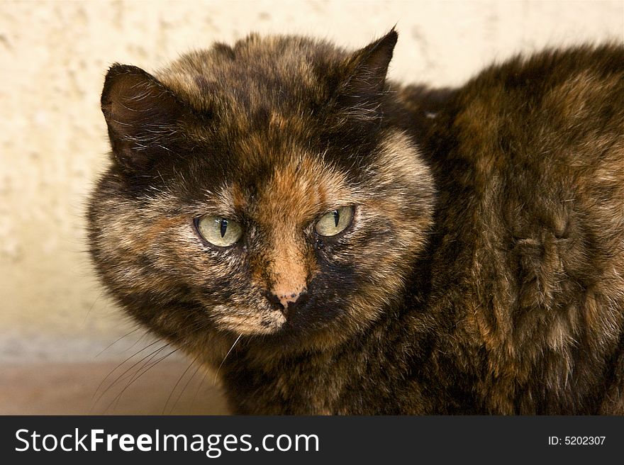 Portrait of calico european cat. Portrait of calico european cat