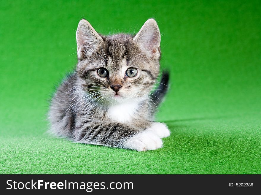 Lying striped kitten, isolated on green