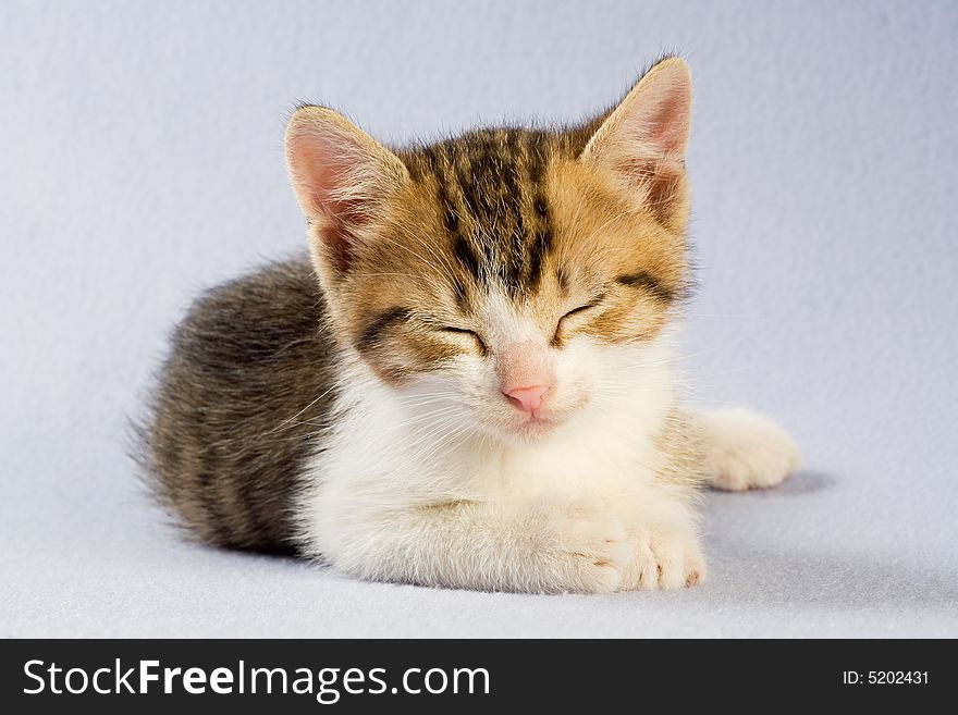 Sleeping kitten, isolated on white