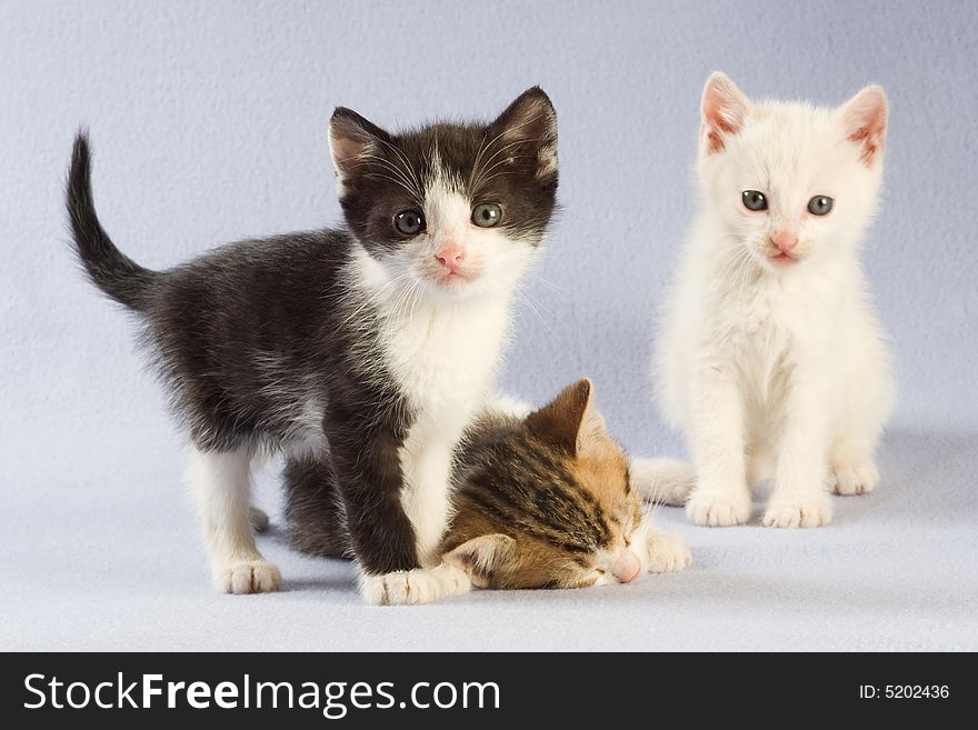 Three kitten, focus on the black, isolated on white