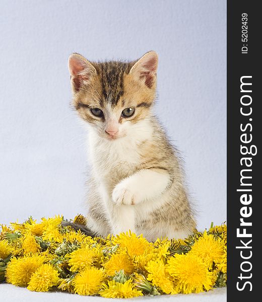 Striped kitten and yellow flowers, isolated on white