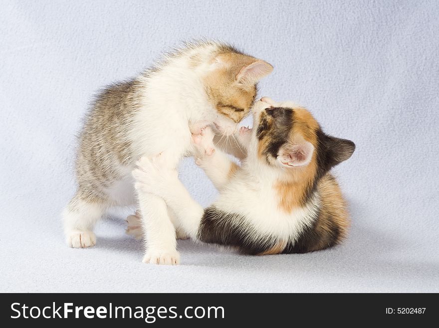 Two playing kitten, isolated on white