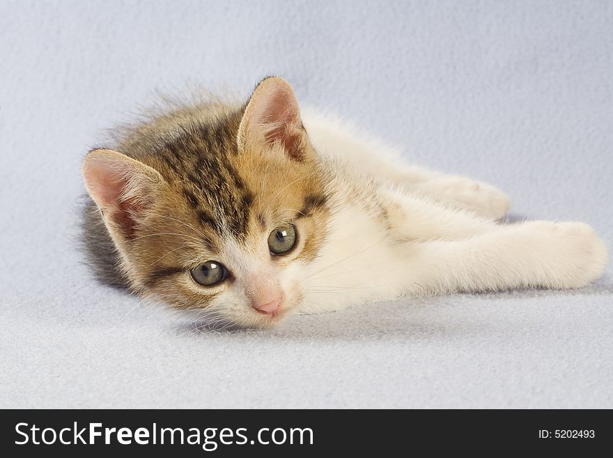 Lying striped kitten, isolated on white