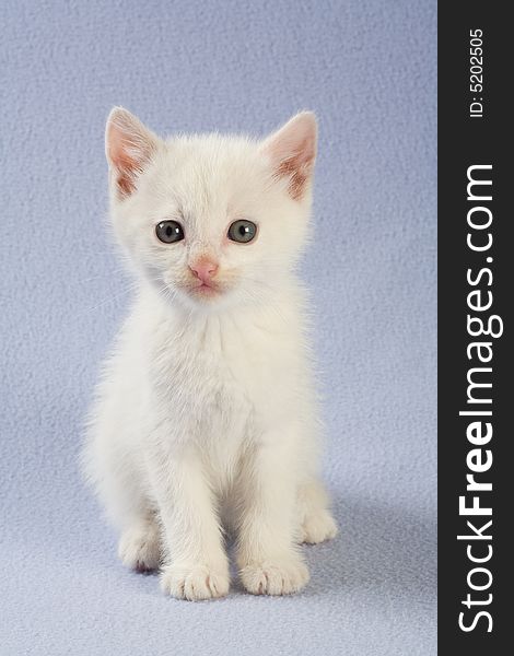 Standing white kitten, isolated on white