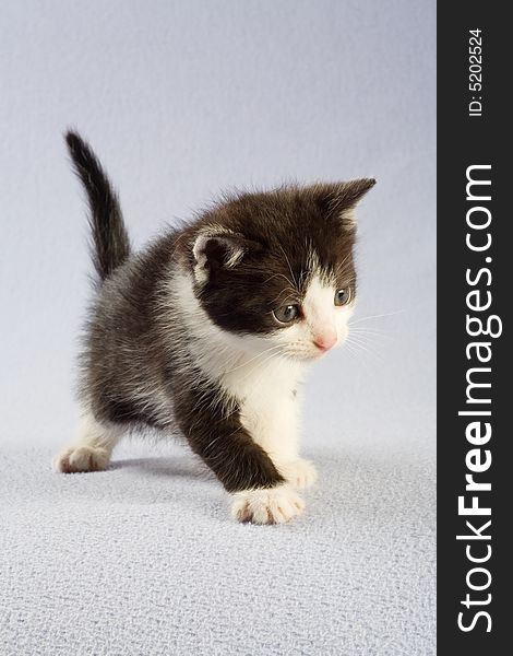 Standing black and white kitten, isolated
