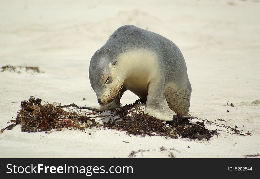 An orphan sea lion pup in complete despair on the beach in Australia. An orphan sea lion pup in complete despair on the beach in Australia.