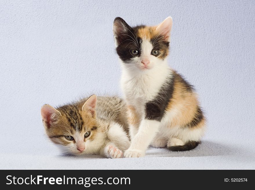 Two kittens, isolated on white