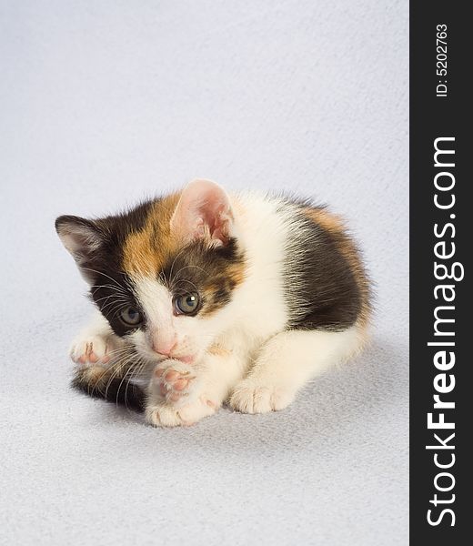Lying spotted kitten, isolated on white