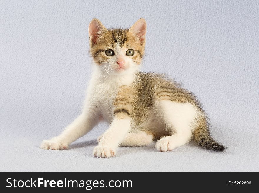 Standing spotted kitten, isolated on white