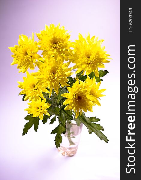 Yellow chrysanthemum in the glass on gradient background