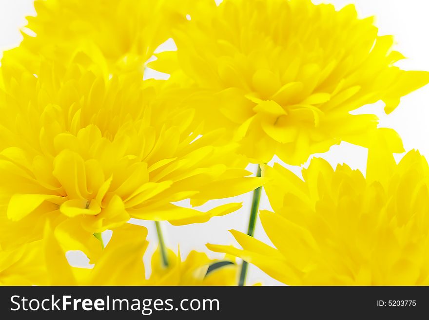 Yellow chrysanthemum isolated on white. Yellow chrysanthemum isolated on white