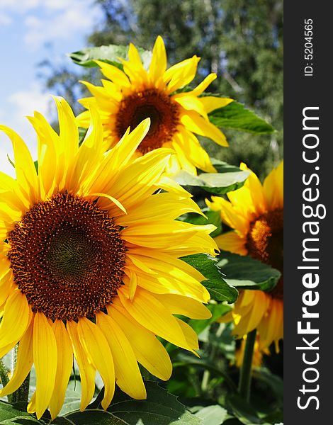Sunflowers on a summer natural background