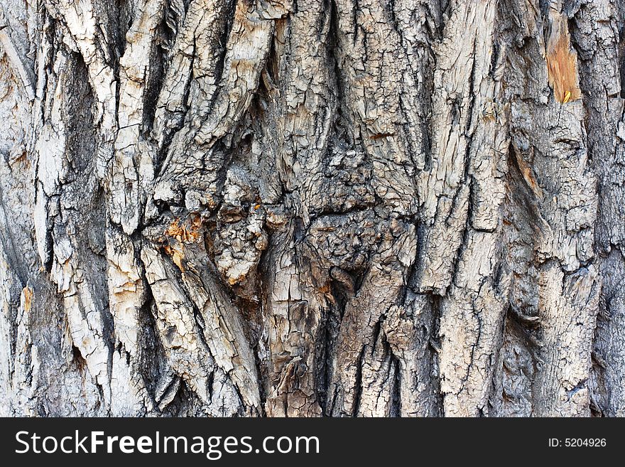 Natural texture. Bark - can be used as background. Natural texture. Bark - can be used as background.