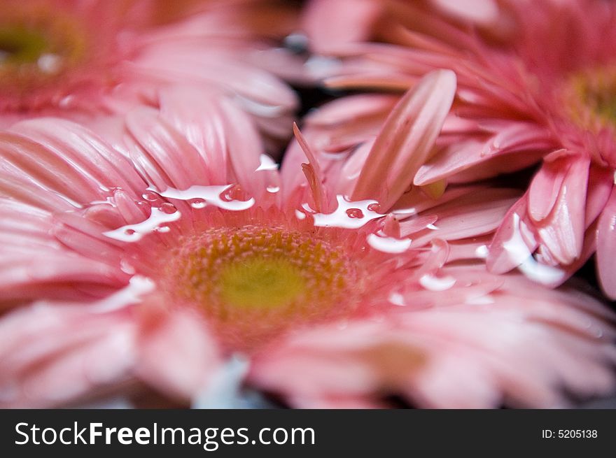 Pink Gerber Daisy in water. Pink Gerber Daisy in water