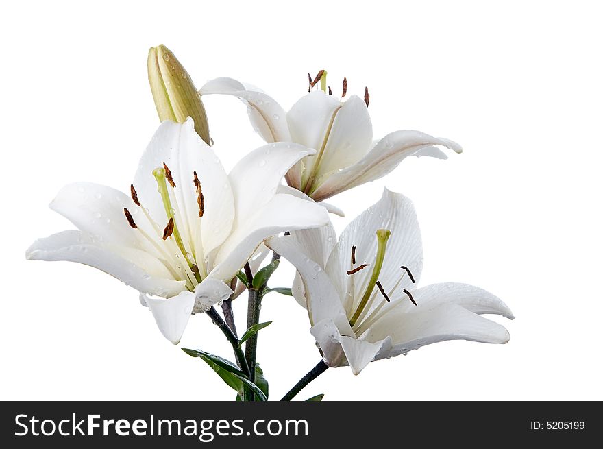 Madona lily on white background