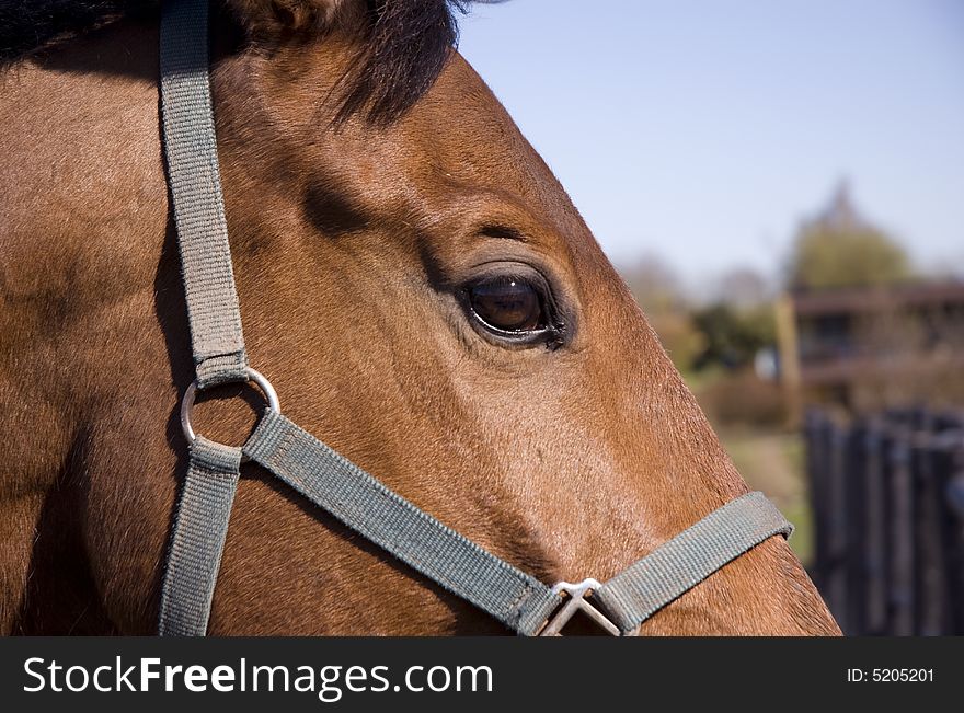 Horse standing at the meadow close up