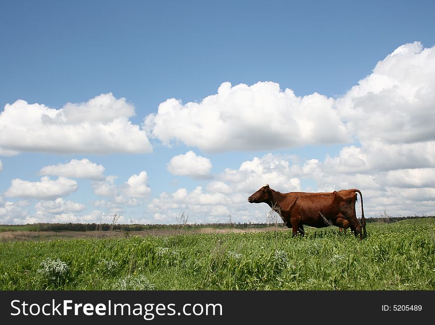 Cows In Summer Landscape