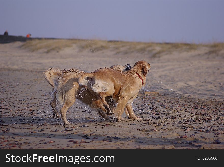 Best friends running along the beach. Best friends running along the beach