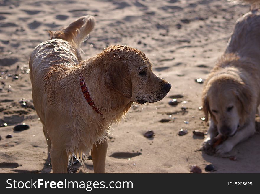 Wet Dogs At The Beach