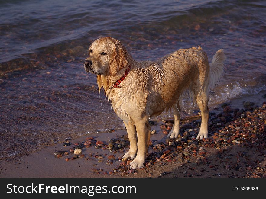 Wet dog standing near the seaside. Wet dog standing near the seaside