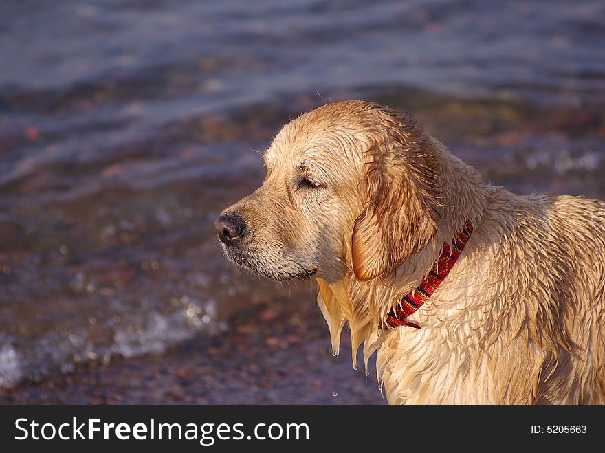 Wet dog standing near the seaside