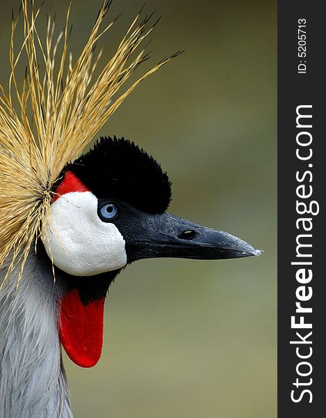 Side profile of a gray crowned crane. Side profile of a gray crowned crane