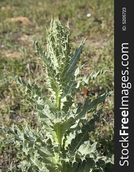 Thistle green plant at the countryside of spain