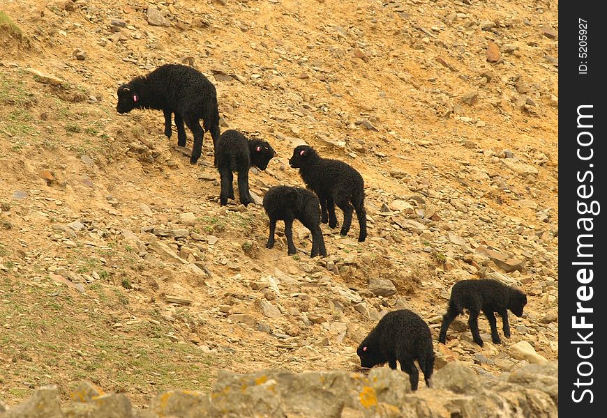 Herd of six black lambs in pasture on rocky mountain near coast