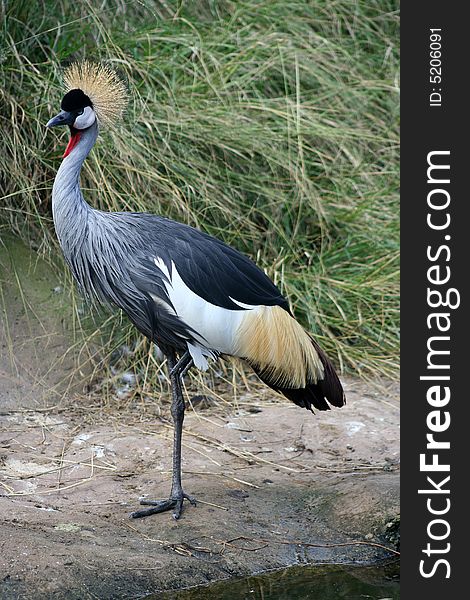 Crowned Crane at farmer's pond, South Africa.