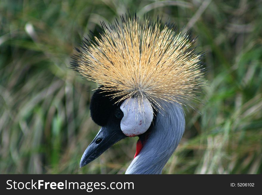 Crowned Crane, close-up of crown. South Africa.