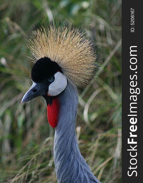 The beautiful Crowned Crane, South Africa. The beautiful Crowned Crane, South Africa.