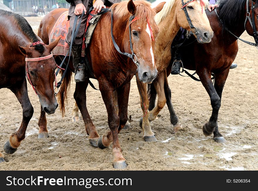 Several maroon horses walking slowly on the sand ground. Several maroon horses walking slowly on the sand ground.
