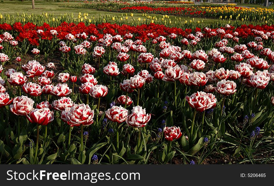 Tulips on a spring meadow. Tulips on a spring meadow