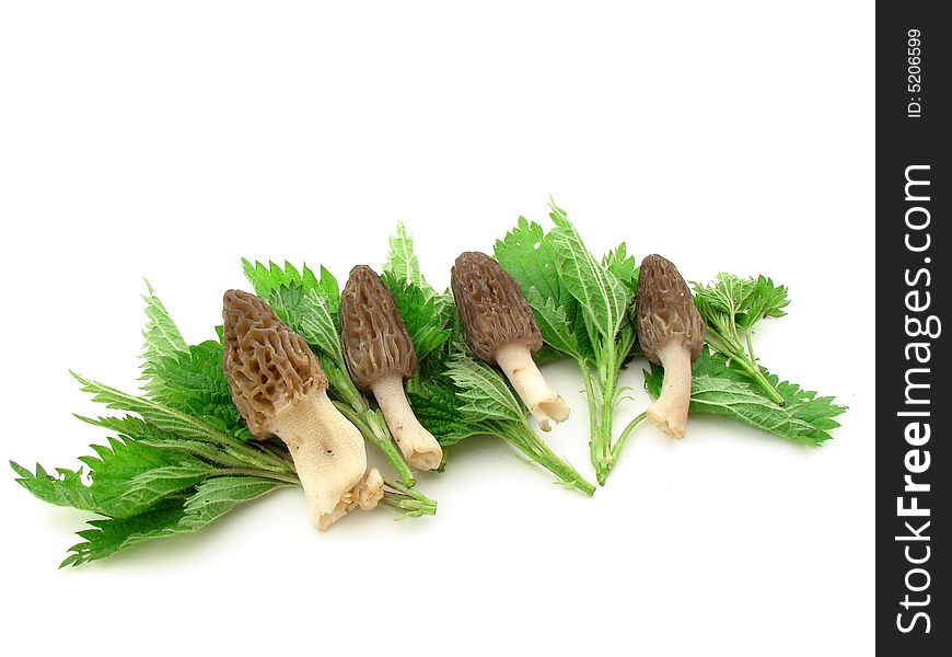 Morel mushrooms and nettles leaves isolated over white. Morel mushrooms and nettles leaves isolated over white.