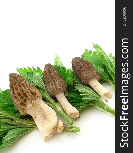 Morels Isolated