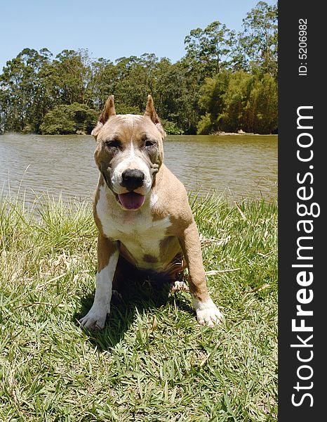 Purebreed american staffordshire terrier puppy