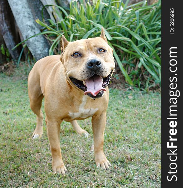 American staffordshire terrier