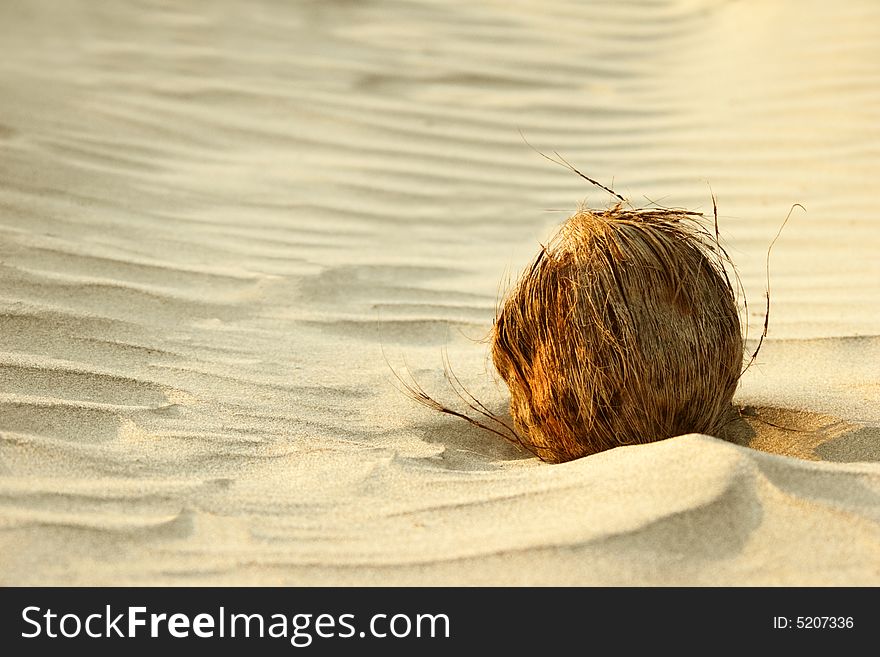 Coconut on sand of a beach.