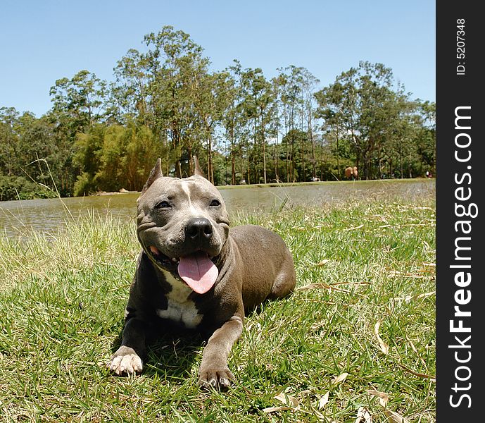 American Staffordshire Terrier 4