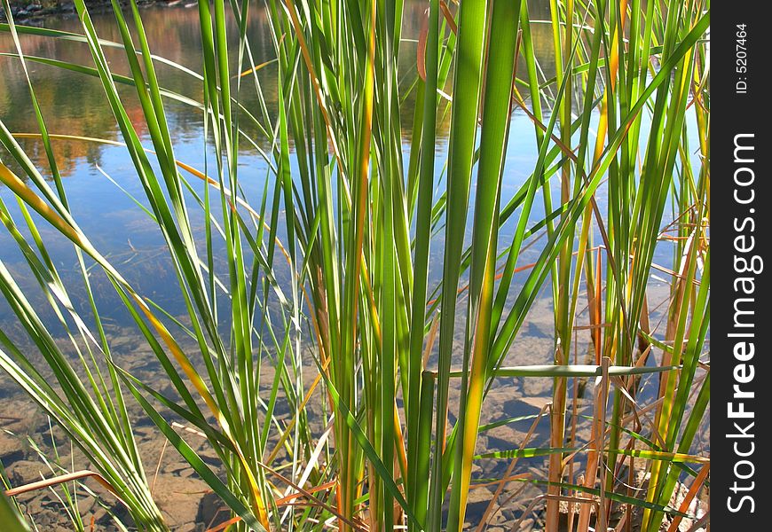 Green cattail stems with water in back. Green cattail stems with water in back