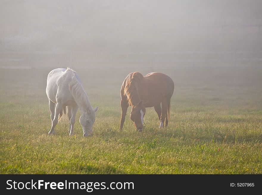 White and chestnut horses in fog